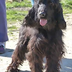 COCKER2