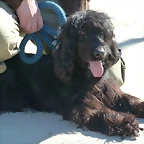 COCKER1