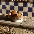 gato tomando el sol