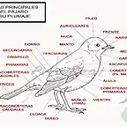 partes pajaro