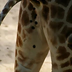 Zoo Barcelona 139