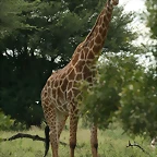 Johannesburg Kruger març 2009 678