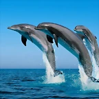 delfines