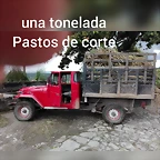 ,PASTO RODAS