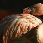Zoo de Barcelona 27-11-2010 052