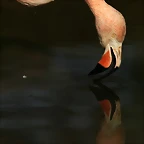 Zoo de Barcelona 27-11-2010 060
