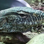 Varanus niloticus portrait (5-8-09 Jardin des Plantes)