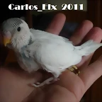 3 pollo 28-2-11