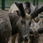 Zoo de Barcelona 15-02-11 572