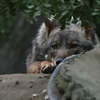 Zoo de Barcelona 15-02-11 031