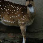 Zoo de Barcelona 15-02-11 547