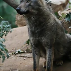 Zoo de Barcelona 15-02-11 045