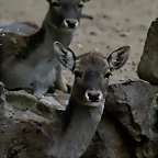 Zoo de Barcelona 15-02-11 302