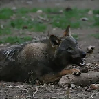 Zoo de Barcelona 15-02-11 763