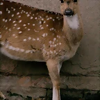 Zoo de Barcelona 15-02-11 547