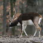 Zoo Lyon + Safari Peaugres febrer 2011 1055