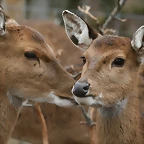 Zoo Lyon + Safari Peaugres febrer 2011 1075