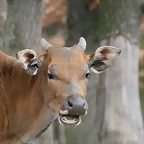 Zoo Lyon + Safari Peaugres febrer 2011 1045