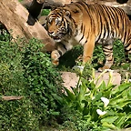 Zoo de Barcelona 03-04-11 784