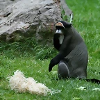 Zoo de Barcelona 14-04-11 150