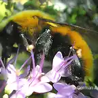 Bombus dahlbomii