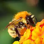 Bombus humilis