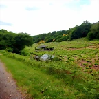 DSCN5225