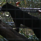 Zoo de Barcelona 27-11-2010 1164