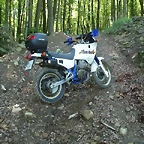 sakanagohierri2