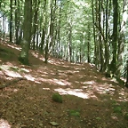 sakanagohierri2 (2) (1)