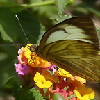 Ascia monuste wild (1-10-23 Zoo de Quito)