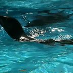 Zoo de Barcelona 03-04-11 293