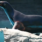 Zoo de Barcelona 03-04-11 177