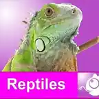 reptiles web