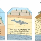 proceso-de-fosilizacion2