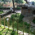 Zoo de Barcelona 12-04-11 279
