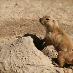 Zoo de Barcelona 13-03-11 834