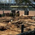 Zoo de Barcelona 13-03-11 535
