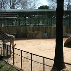 Zoo de Barcelona 13-03-11 425