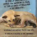 Perro amamantando perrillos abandonados