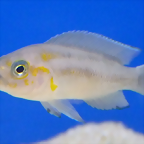 Neolamprologus falcicula (5-8-17 Zoo Zajac, det as N. cygnus)