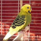 Pablo 1