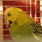 Pablo 2