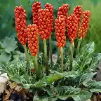 arum italicum