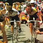 Perico-Tour1986-Pau-Hinault6