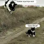 vaca loca