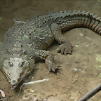 Crocodylus acutus 2 (7-10-23 Bioparque Amaru)