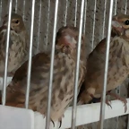 pardillos criados a jeringa