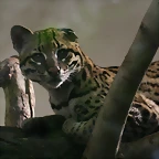 Zoo Lunaret + Sigean 18 i 19-09-10 843