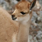 Zoo Lunaret + Sigean 18 i 19-09-10 938